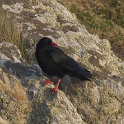 Red-billed Chough