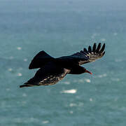 Red-billed Chough