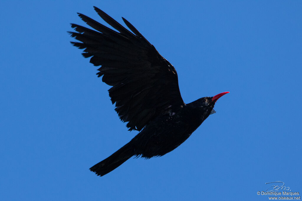 Red-billed Choughadult, identification