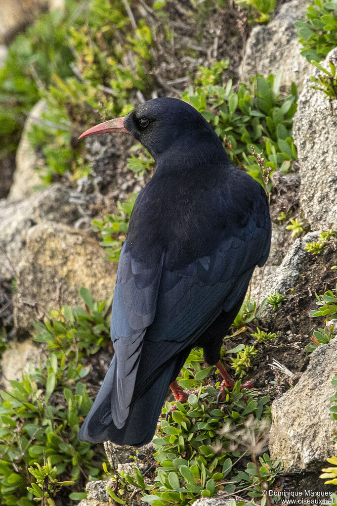 Red-billed Choughadult, identification