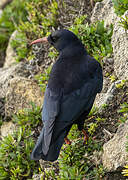 Red-billed Chough