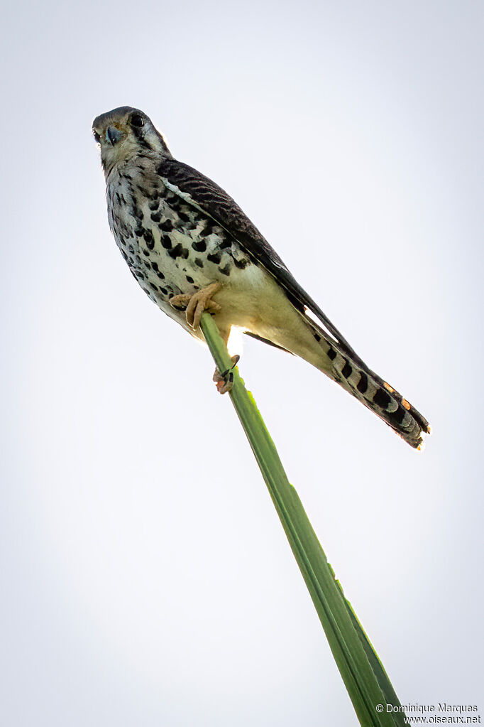 American Kestreladult, identification