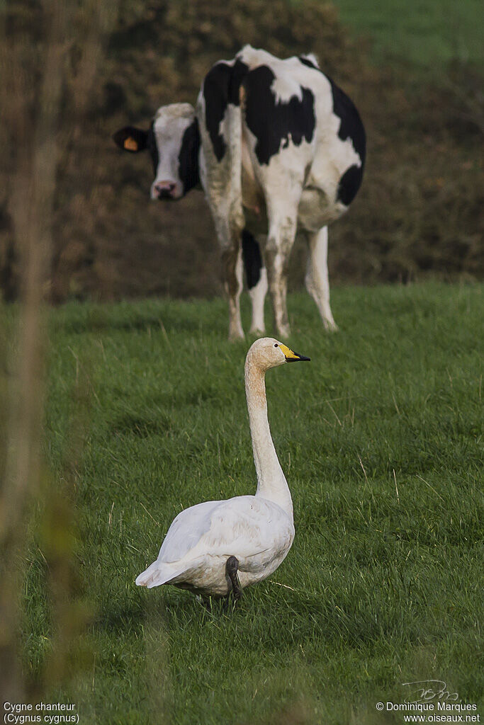 Whooper Swanadult, identification