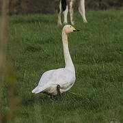 Whooper Swan