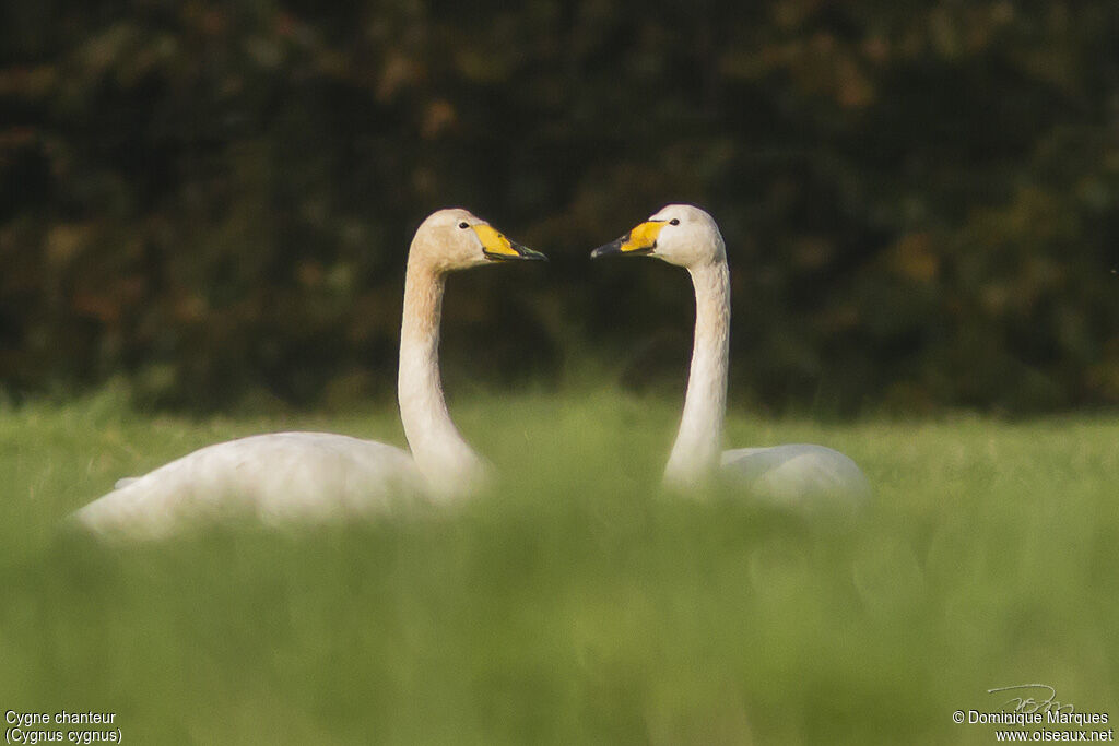 Whooper Swan adult, identification