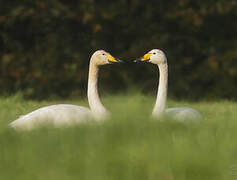 Whooper Swan