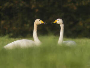 Cygne chanteur