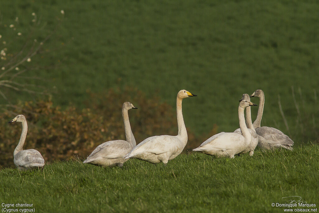 Whooper SwanFirst year, identification