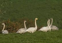 Cygne chanteur