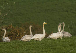 Whooper Swan