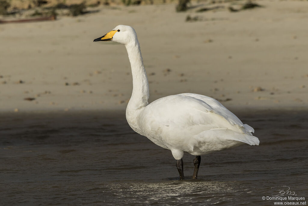 Cygne chanteuradulte, identification