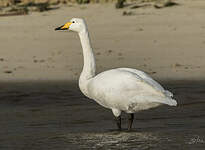 Cygne chanteur