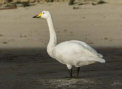 Whooper Swan