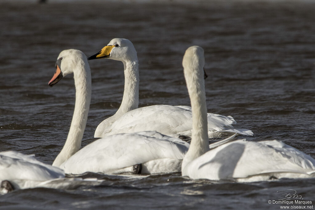 Cygne chanteuradulte, identification