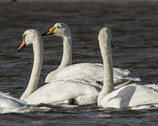 Whooper Swan