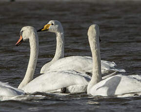 Cygne chanteur