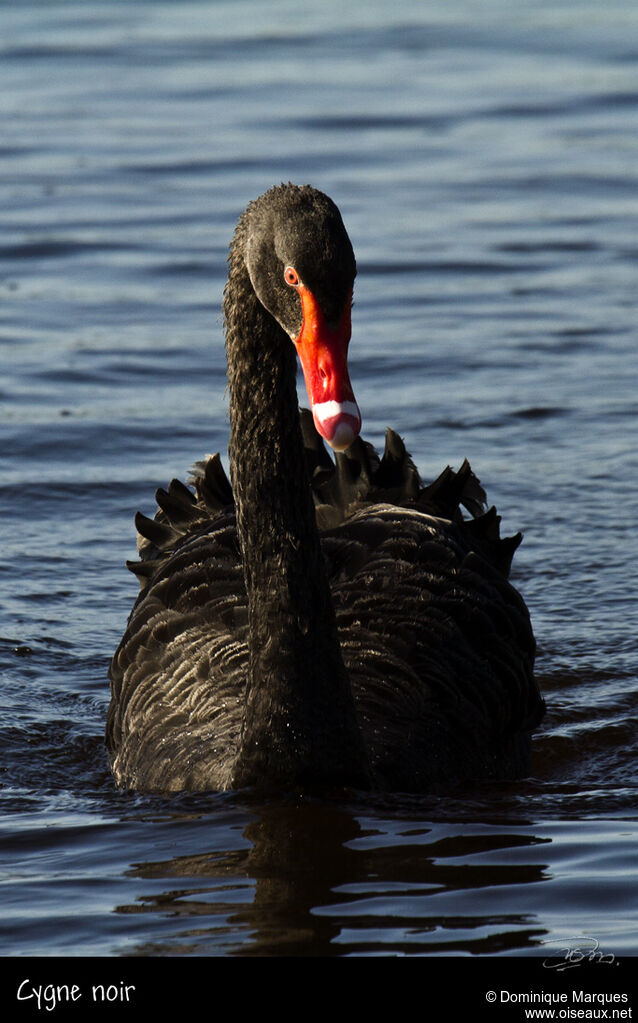 Cygne noiradulte, identification