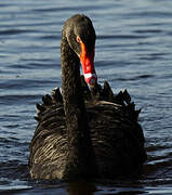 Black Swan