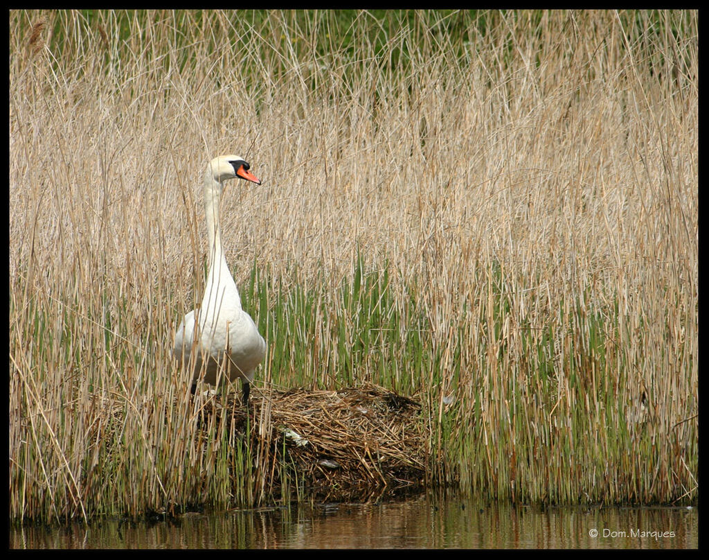 Cygne tuberculéadulte, identification, Nidification