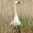 Cygne tuberculé