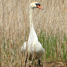 Cygne tuberculé