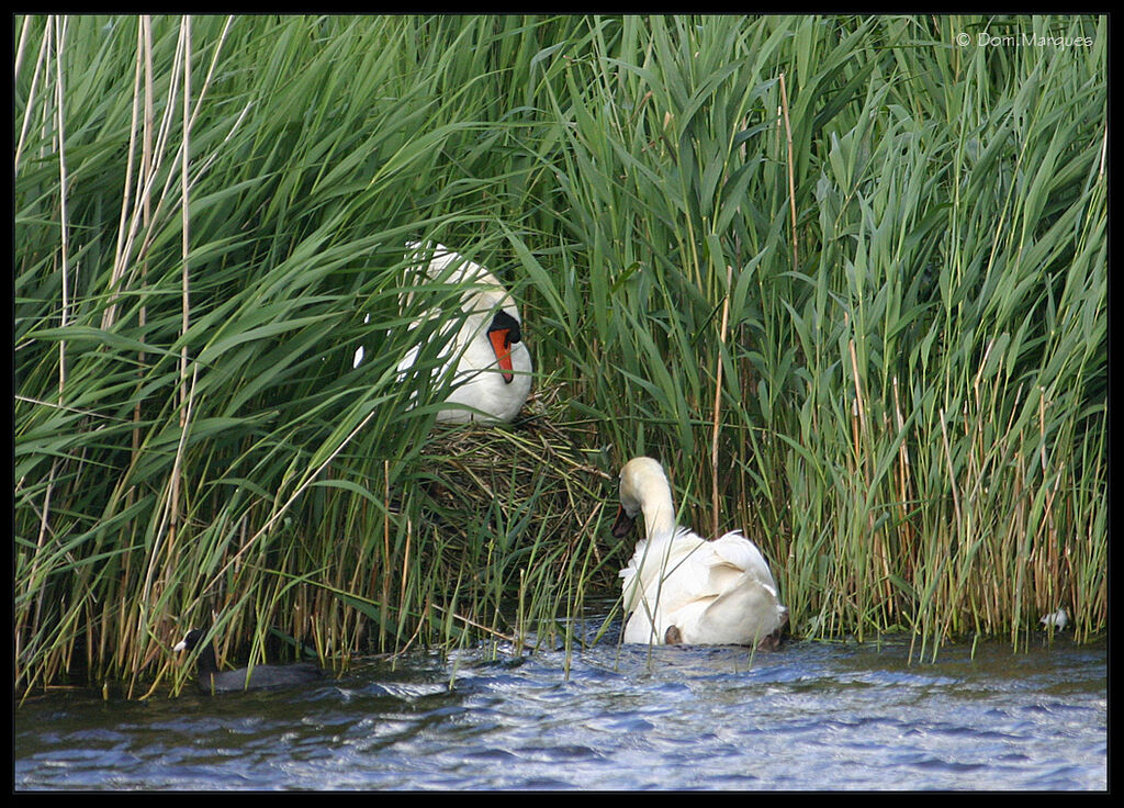 Cygne tuberculéadulte, Nidification