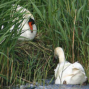 Mute Swan