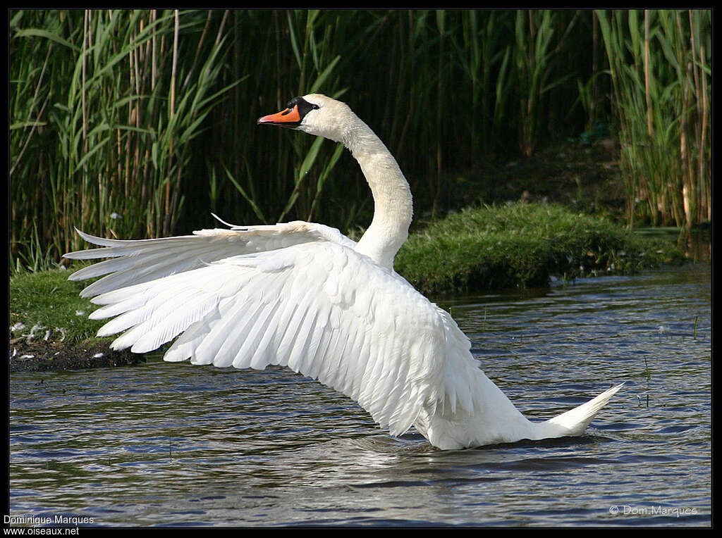 Cygne tuberculé, Comportement