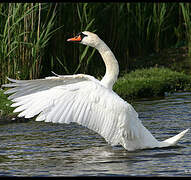 Cygne tuberculé