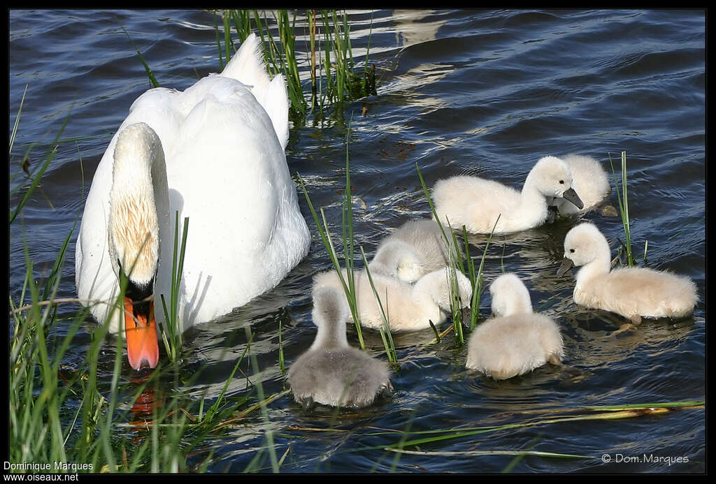 Cygne tuberculé