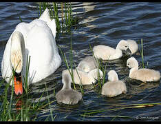 Cygne tuberculé