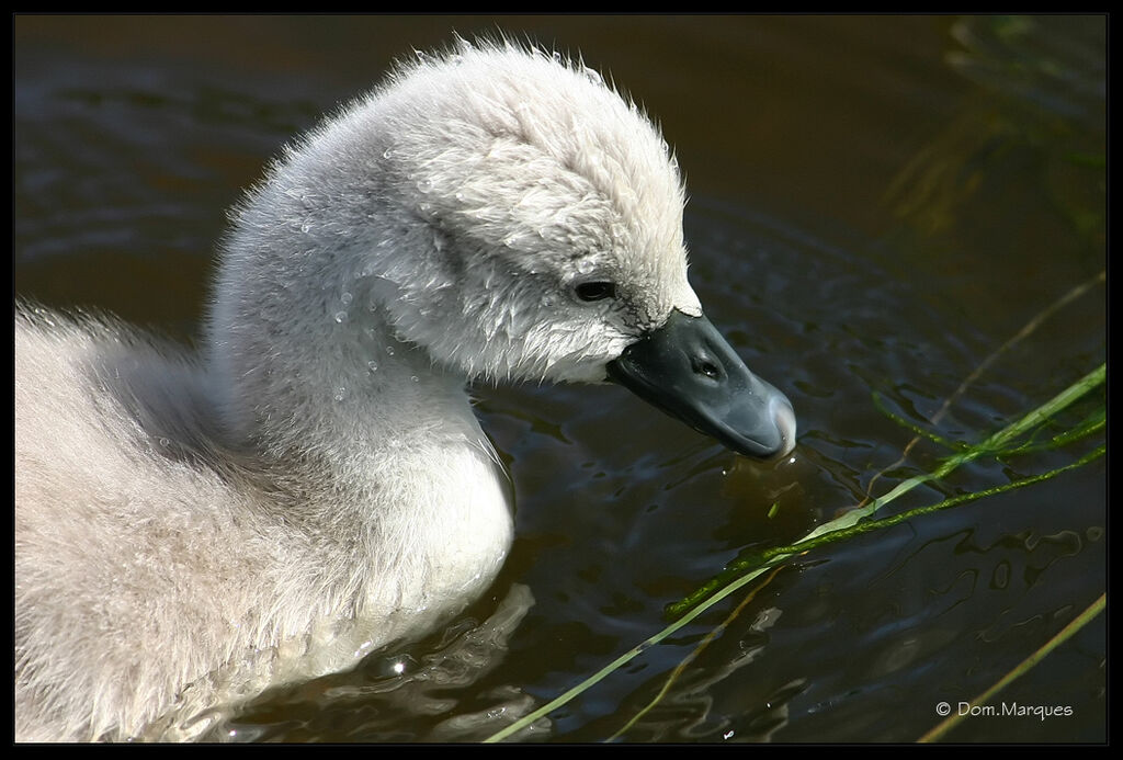 Mute Swanjuvenile