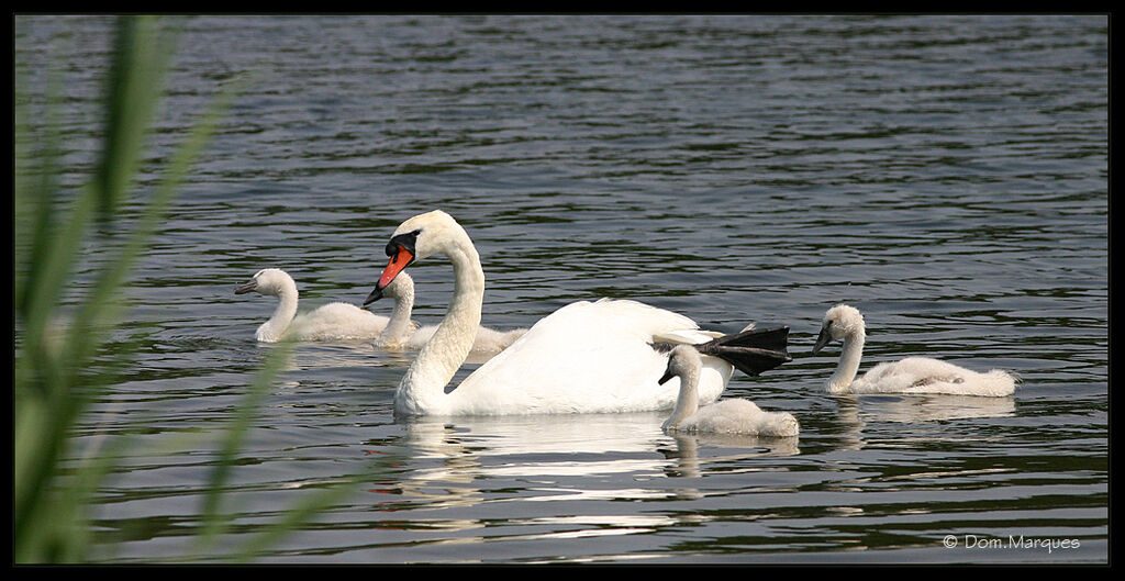 Mute Swan