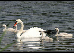 Cygne tuberculé