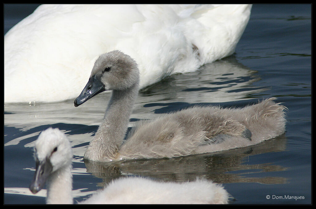 Cygne tuberculé, identification