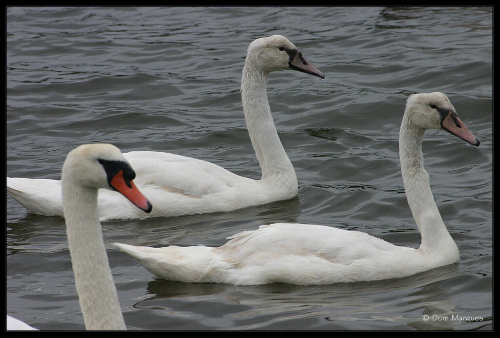 Mute Swan