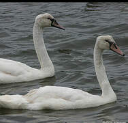 Mute Swan