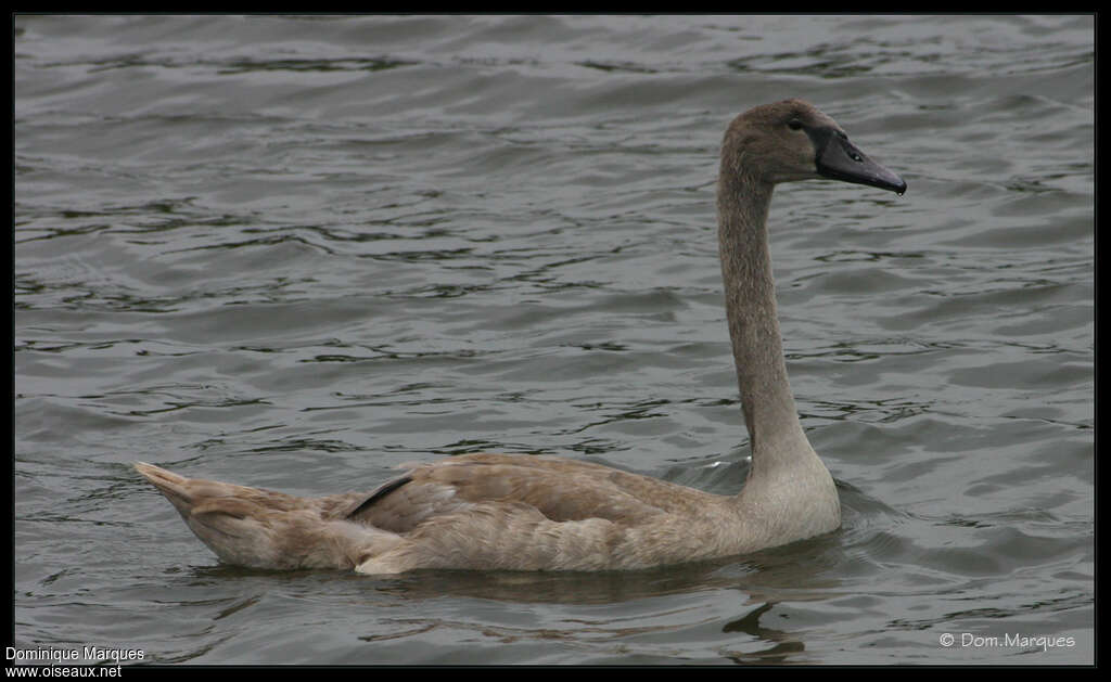 Cygne tuberculéjuvénile, identification