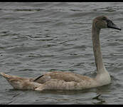 Cygne tuberculé