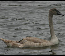 Mute Swan