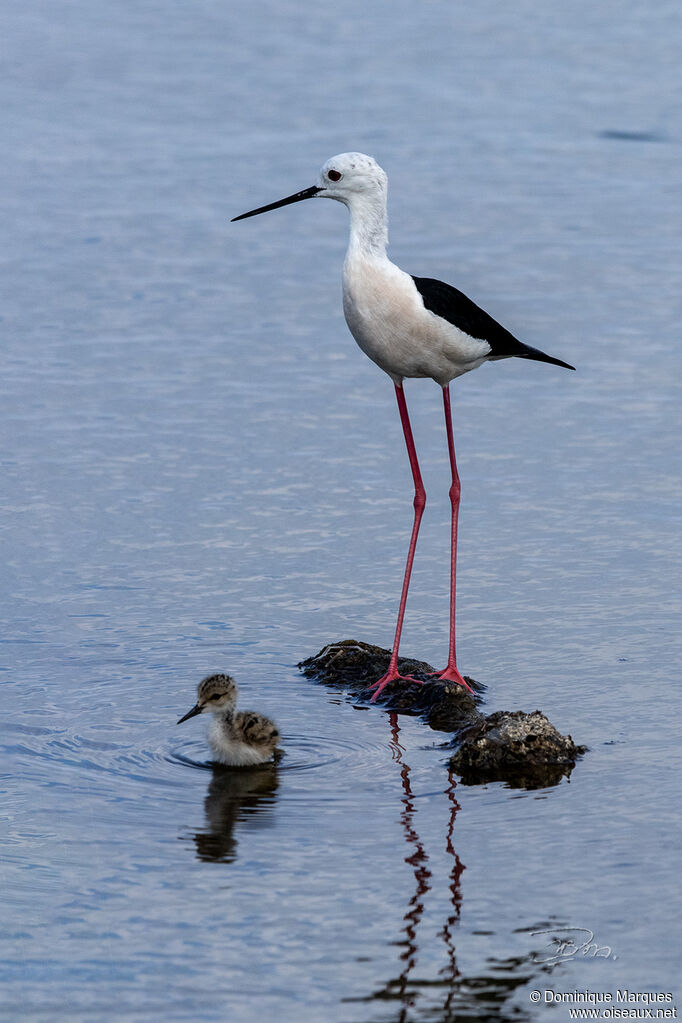 Black-winged Stilt