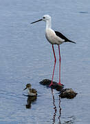 Black-winged Stilt