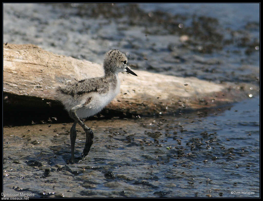 Black-winged Stiltimmature, identification