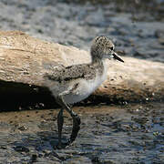 Black-winged Stilt