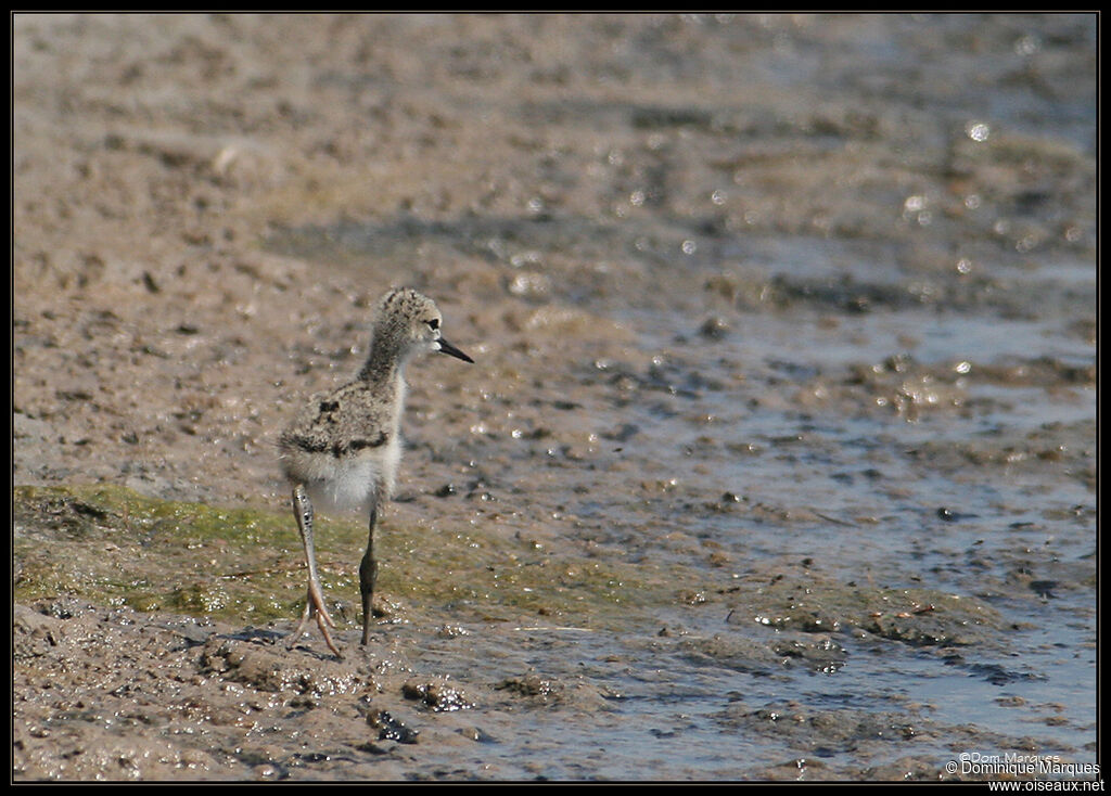 Black-winged Stiltjuvenile