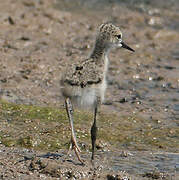 Black-winged Stilt