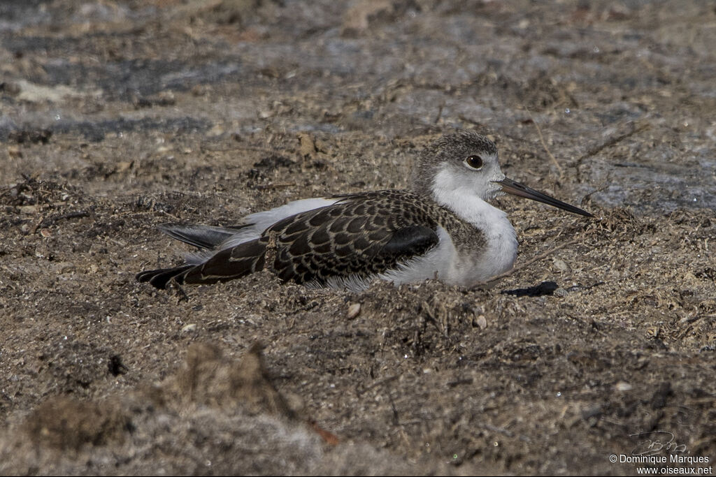 Black-winged Stiltjuvenile, identification