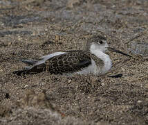 Black-winged Stilt