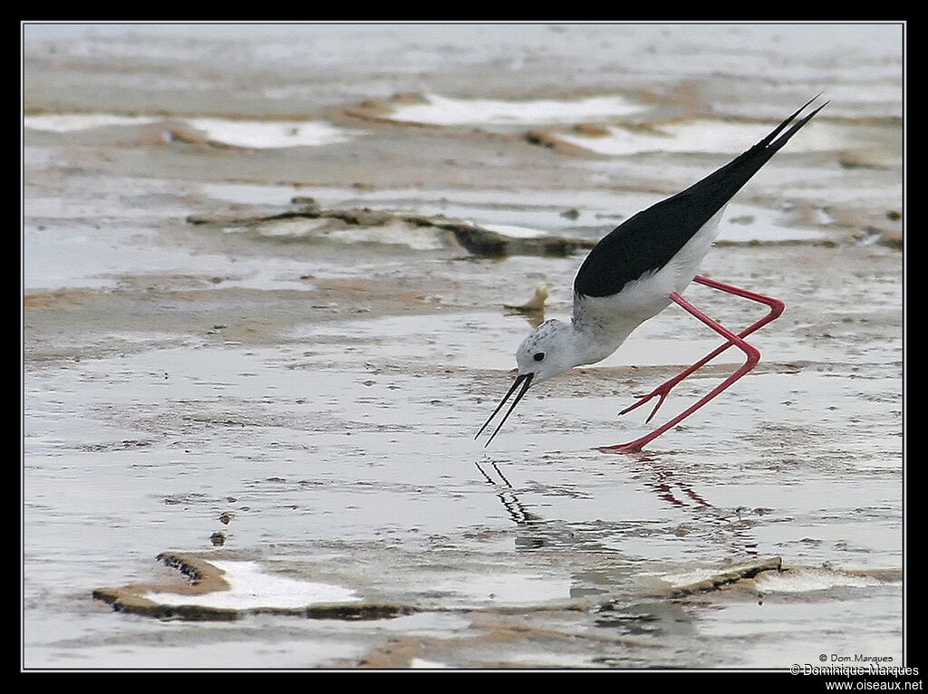 Black-winged Stiltadult, identification