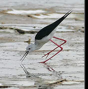 Black-winged Stilt